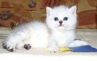    Kitten british shorthair: cinchilla, silver shaded