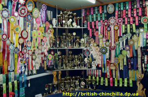   , british shorthair: cinchilla,  